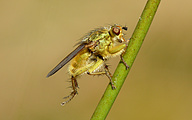 Golden Dung Fly (Scathophaga stercoraria)